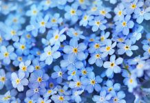 Care sunt cele mai deosebite buchete de flori pe care sa le daruiesti?