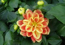 Cand se scot bulbii de dalii din pamant si cum ii pastrezi pe timp de iarna?