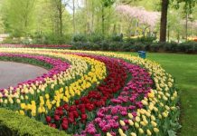 Cand se scot bulbii de lalele si cum se pastreaza?