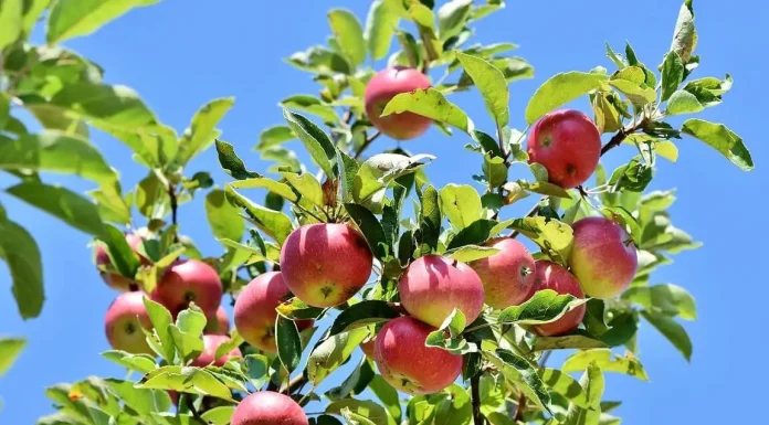 Cate calorii are un mar?