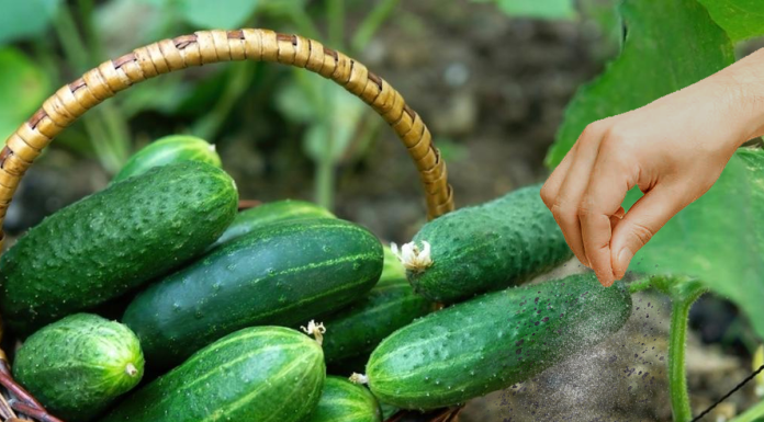 Cate calorii au castravetii?