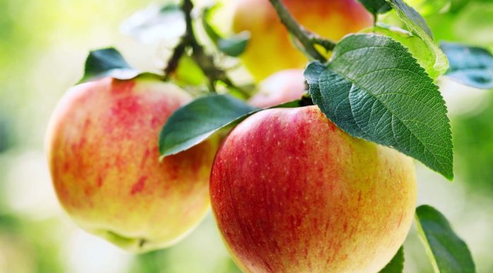 Cate calorii are un mar?