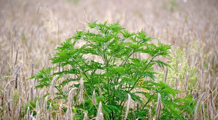 Cand apare ambrozia si ce afectiuni cauzeaza?