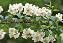 Cand se planteza iasomia si cum se ingrijeste?