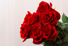 Cand se planteaza trandafirii, cand este cea mai buna perioada?