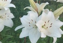 Cand se scot bulbii de crini din pamant si cum se pastreaza?