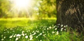 Care sunt cele mai frumoase cantece de primavara?