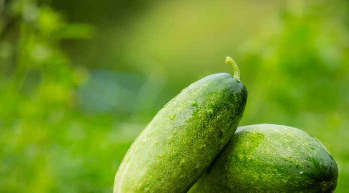 Cate calorii au castravetii?