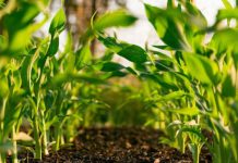 Cand se face mulcirea solului si de ce este necesara?