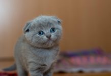 Care sunt cele mai cute poze de profil? Idei frumoase