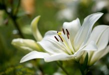 Care sunt cele mai deosebite buchete de flori pe care sa le daruiesti?