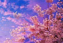 Care sunt cele mai frumoase flori din lume?