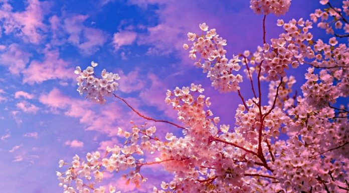 Care sunt cele mai frumoase flori din lume?