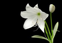 Care sunt cele mai frumoase flori din lume?