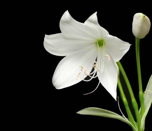 Care sunt cele mai frumoase flori din lume?