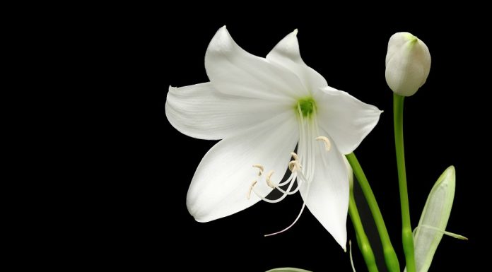 Care sunt cele mai frumoase flori din lume?