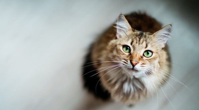 Care sunt cele mai carismatice nume de pisici baieti?