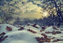 Citate despre iarna: Care sunt cele mai frumoase citate?