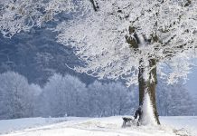 Citate despre iarna: Care sunt cele mai frumoase citate?