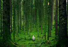 Care sunt cele mai expresive citate despre natura?