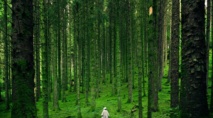 Care sunt cele mai expresive citate despre natura?