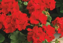 Cand se face ciupirea muscatelor si de ce este necesara?