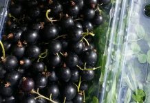 Cand se culeg coacazele si ce beneficii au aceste fructe?