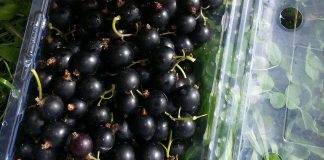 Cand se culeg coacazele si ce beneficii au aceste fructe?