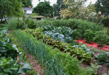 Cand se face rotatia culturilor de legume din gradina?