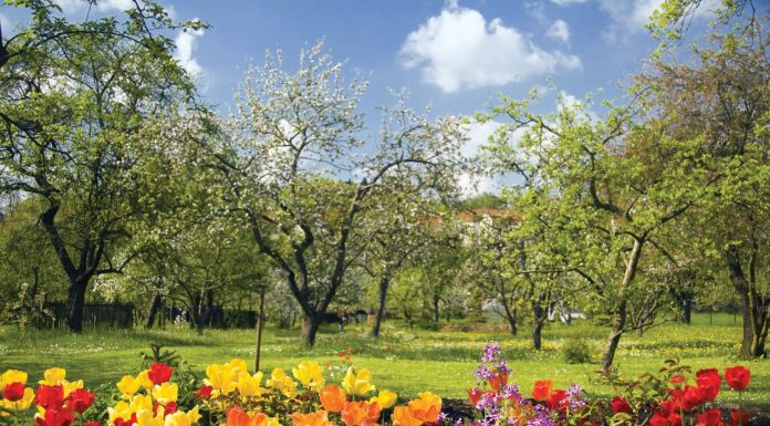 Care sunt cele mai frumoase expresii despre primavara?