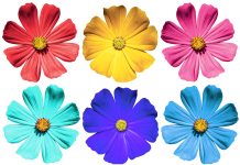 Floare de colorat: Care sunt cele mai frumoase planse de colorat flori?