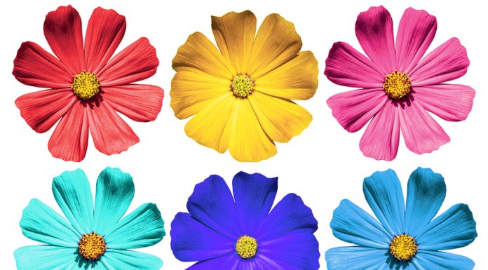 Floare de colorat: Care sunt cele mai frumoase planse de colorat flori?