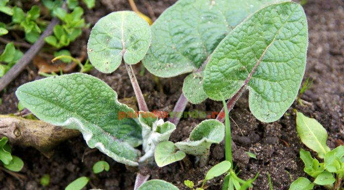 Care sunt beneficiile brusturelui?