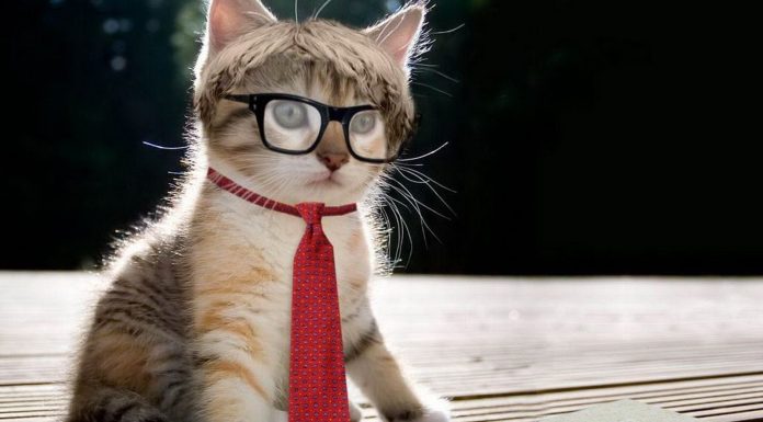 Care sunt cele mai amuzante ghicitori scurte?