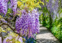 Cand se planteaza Glicina (Wisteria) in curtea ta?