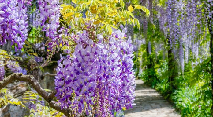 Cand se planteaza Glicina (Wisteria) in curtea ta?