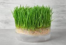 Cand se pune graul la incoltit de Sfantul Andrei?