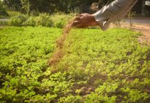 Cand se pune gunoi de grajd in gradina si de ce este necesar?