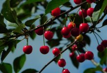 Cand se muta pomii fructiferi si care sunt pasii?