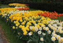 Cand se scot bulbii de narcise din pamant?