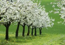Care sunt cele mai frumoase imagini de primavara?