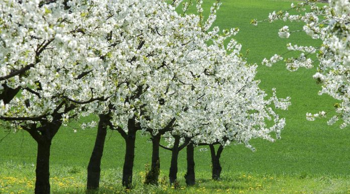 Care sunt cele mai frumoase imagini de primavara?