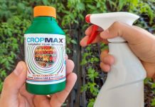 Cand se aplica ingrasamant foliar Cropmax la rosii?