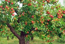 Cand se pune ingrasamant la pomii fructiferi si cum il aplici?