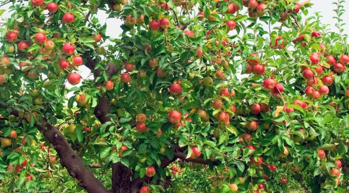 Cand se pune ingrasamant la pomii fructiferi si cum il aplici?
