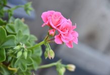 Ingrijirea muscatelor iarna. Cand se baga in casa si cum le protejezi?