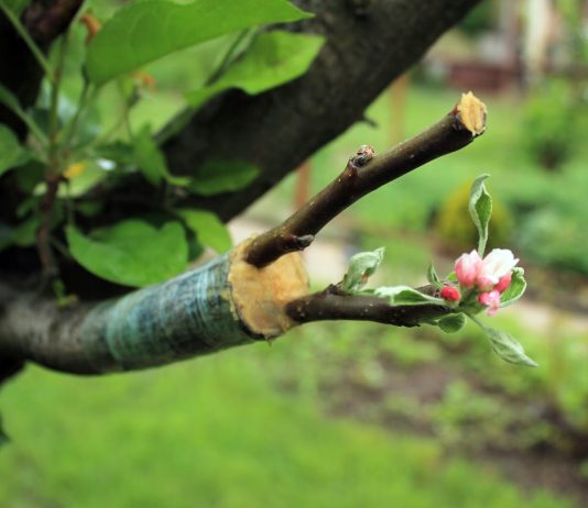 Cand se altoiesc pomii fructiferi si cum sa faci asta?