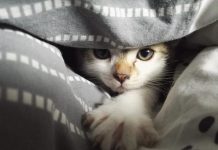 Care sunt cele mai deosebite si unice nume de motani?