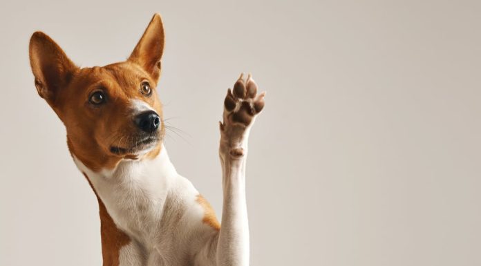 Care sunt cele mai populare nume de caini fete?