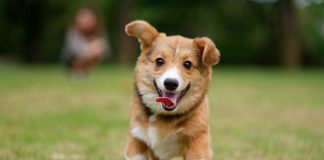 Care sunt cele mai originale top 10 nume de caini masculi?